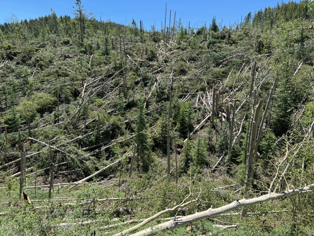 Snapped and fallen trees across a forested hillside after a tornado
